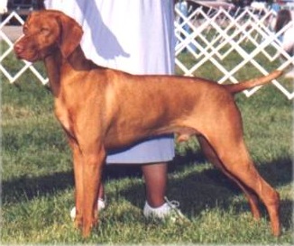 Boumans Against The Wind | Hungarian Vizsla 