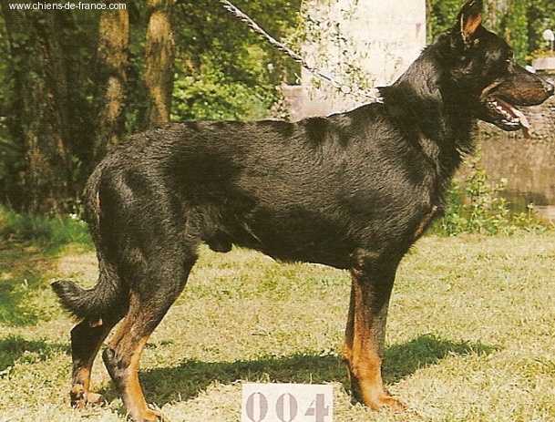 Norton Des assiers | Beauceron 