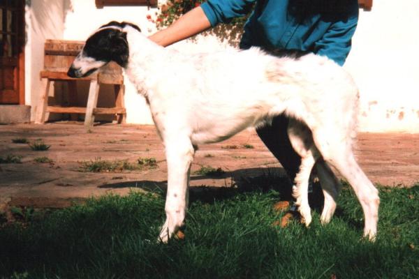 Lea De Nikolaiev | Borzoi 