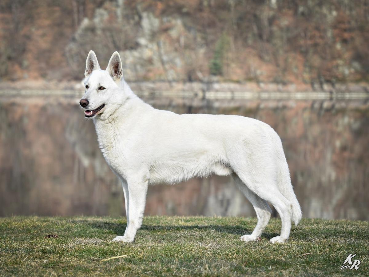 ORIS Nubika | White Swiss Shepherd Dog 