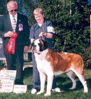 Sky Meadows The Iceman | Saint Bernard 