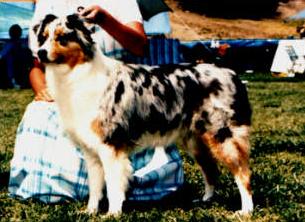 Summertimes Afternoon Delite | Australian Shepherd 