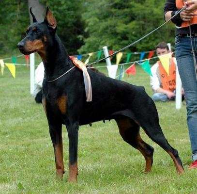 Irinland Zara Zeife | Black Doberman Pinscher