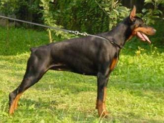 Irinland Zhary Zarella | Black Doberman Pinscher