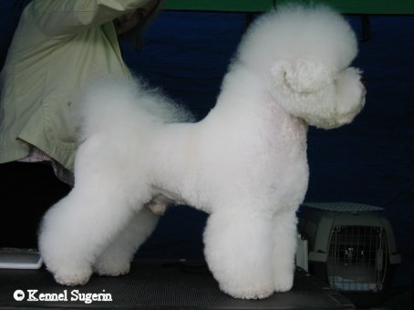 Sugerin Suger Power | Bichon Frise 