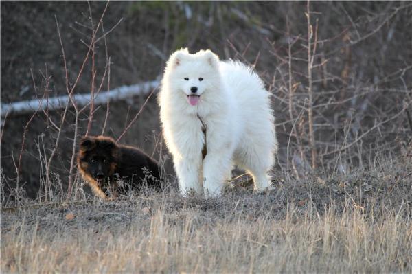 Fluffy Marvel Johanna White Witch | Samoyed 