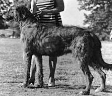 Woodside Sulhamstead Finn | Irish Wolfhound 