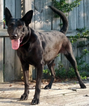 Pearl vom Haus Rayl | Dutch Shepherd 