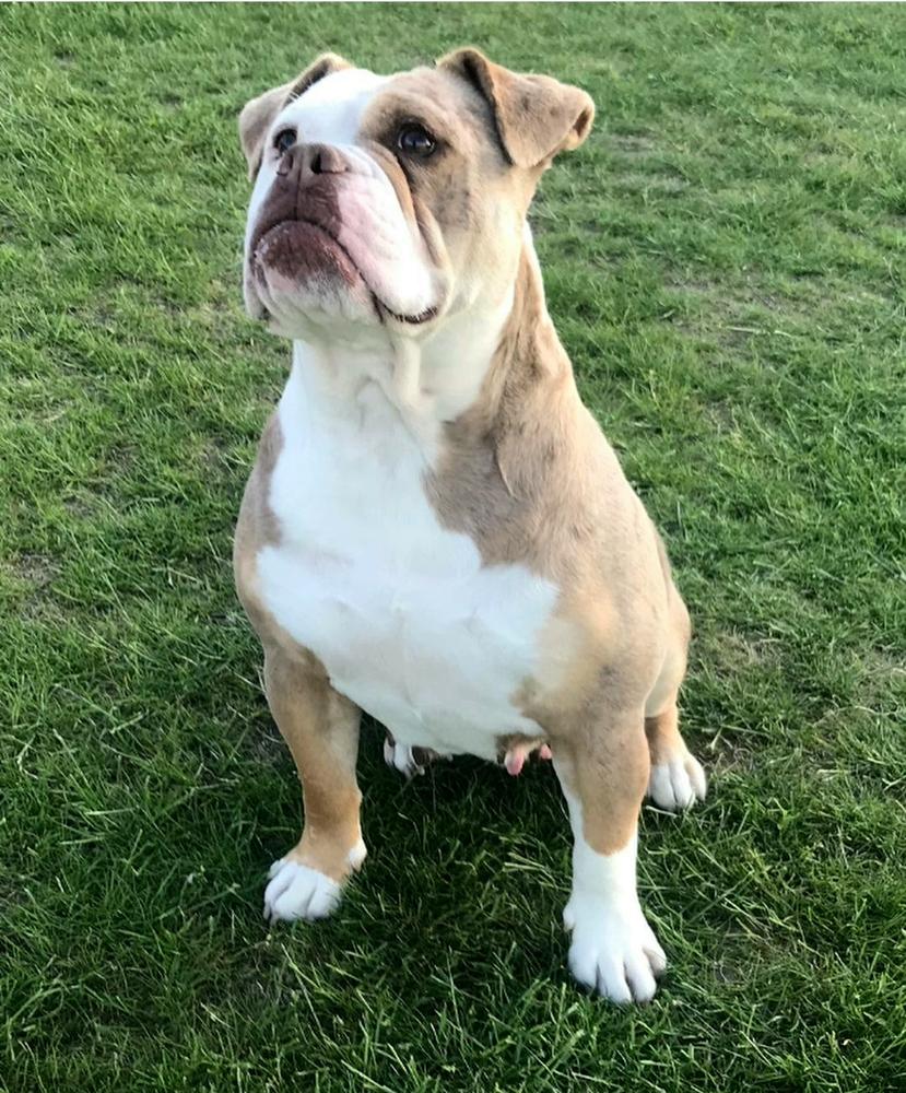 Bankz Bullyz Nelly @ Bale Bank Bulldogs | Olde English Bulldogge 