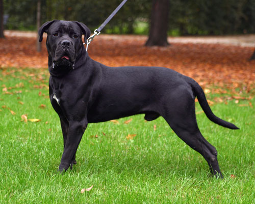 Dei dauni hulk | Cane Corso 