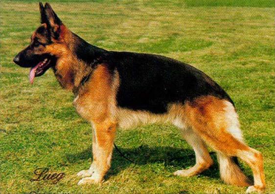 Centro von Bad-Boll | German Shepherd Dog 