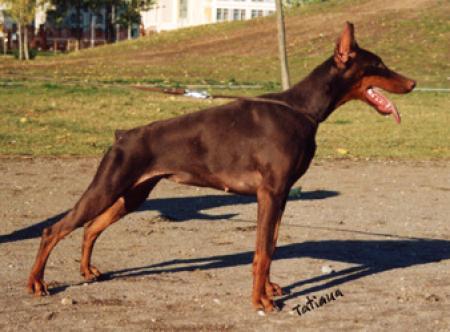 Irinland Zherandol | Brown Doberman Pinscher