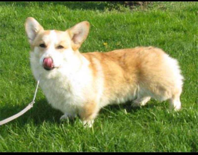 Birdwing Simply Irresistible | Pembroke Welsh Corgi 