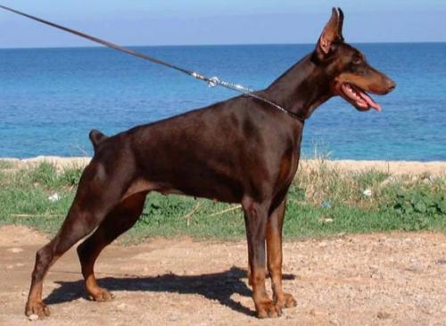 Brunette del Monte Aspro | Brown Doberman Pinscher