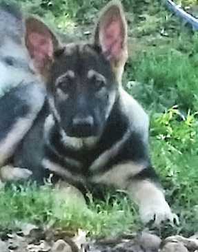 Strong Heart Von Nonenmacher | German Shepherd Dog 