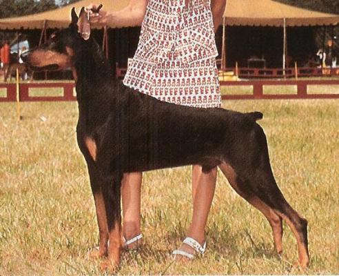 Gra-Lemor Hundred Proof | Black Doberman Pinscher