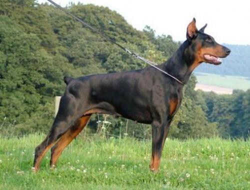 Ophaya v. Residenzschloss | Black Doberman Pinscher