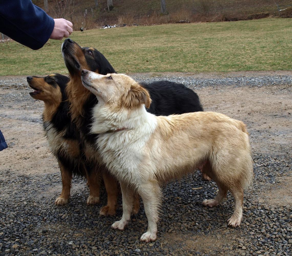 Old Beautiful Dreamer | English Shepherd 