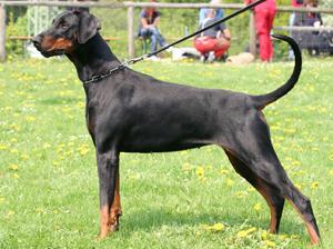 Oxana v. Residenzschloss | Black Doberman Pinscher