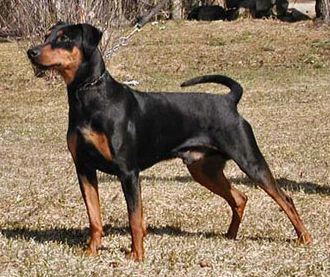 Xitamiz KAXE | German Pinscher 