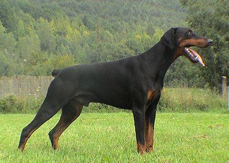 Leroy v. Spinnholt | Black Doberman Pinscher