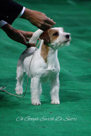 Google earth di sutri | Jack Russell Terrier 