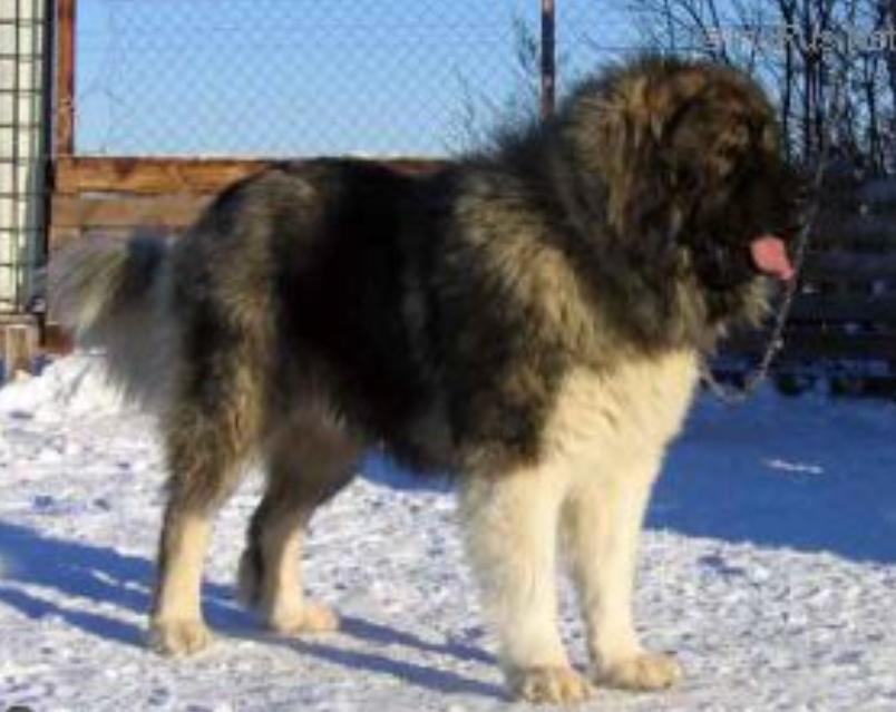 TOPUSH IZ LEGENDY KAVKAZA | Caucasian Mountain Dog 