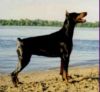 Via-Vikassia (RKF ?) | Black Doberman Pinscher