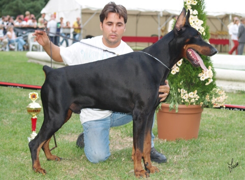 Battista di Casa Fox | Black Doberman Pinscher