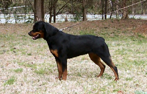 Goldmoor's Ada | Rottweiler 