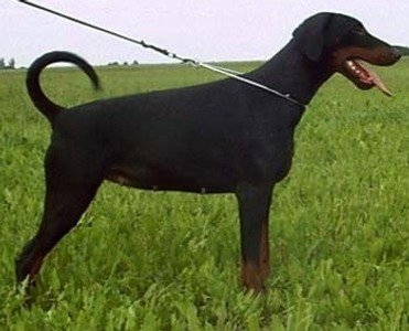 Fibonacci  Feliadae (JR 701432) | Black Doberman Pinscher