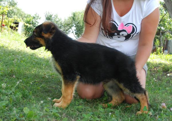 Malboro iz Sloboganshiny | German Shepherd Dog 