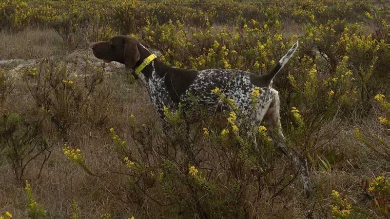 Aradensis Jawa | German Shorthaired Pointer 