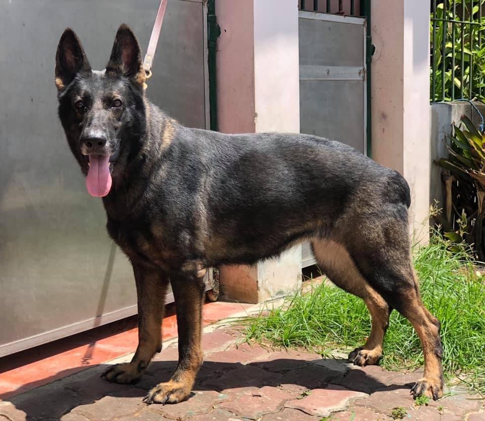 Arantxa von Asonial | German Shepherd Dog 