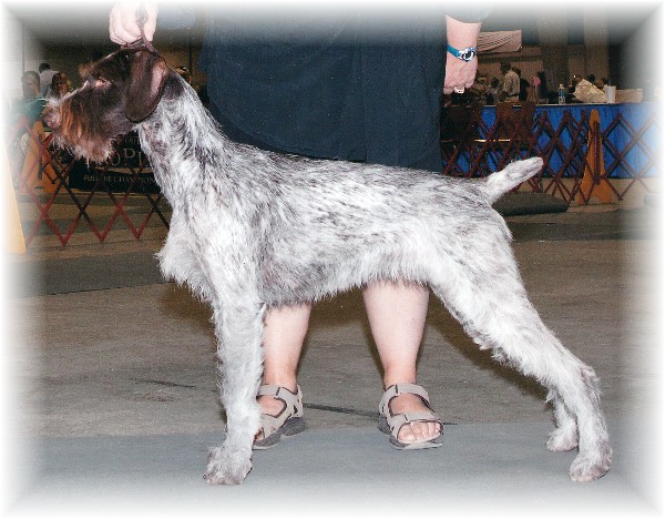 Blueline Lightning Bug | German Wirehaired Pointer 