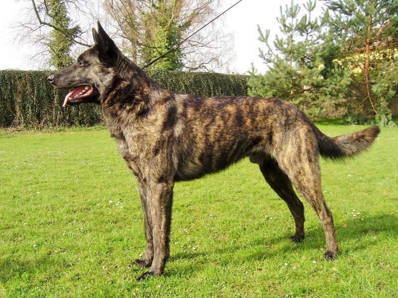 ARN z ÚSVITU VEKU | Dutch Shepherd 