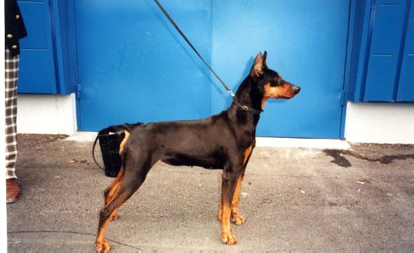 ISBA DIT INDY de la Capelliere | German Pinscher 