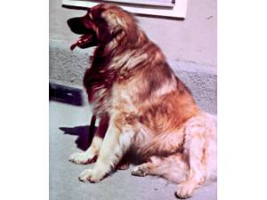 Cliff v. Nonnenberg | Leonberger 