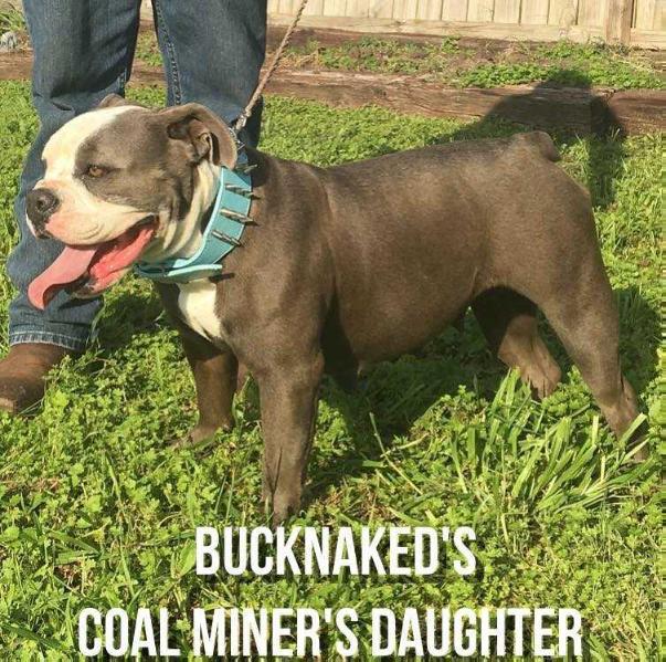 Buck Naked's Coal Miner's Daughter | Olde English Bulldogge 