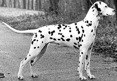 Starlong Silver Spirit | Dalmatian 