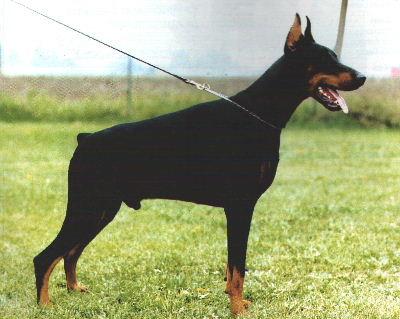 Aton del Verdiano (ds172134) | Black Doberman Pinscher