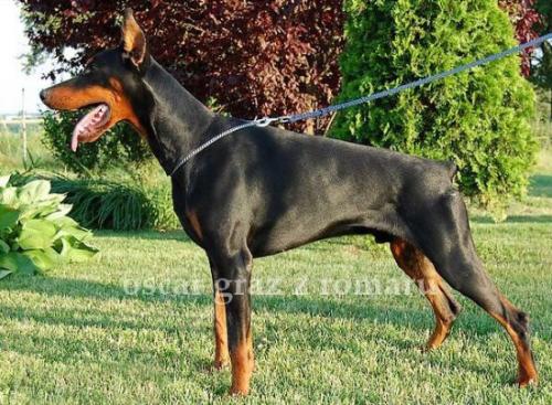 Oscar Graz z Romaru | Black Doberman Pinscher