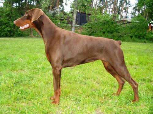 Kelly Cerny Trun | Brown Doberman Pinscher