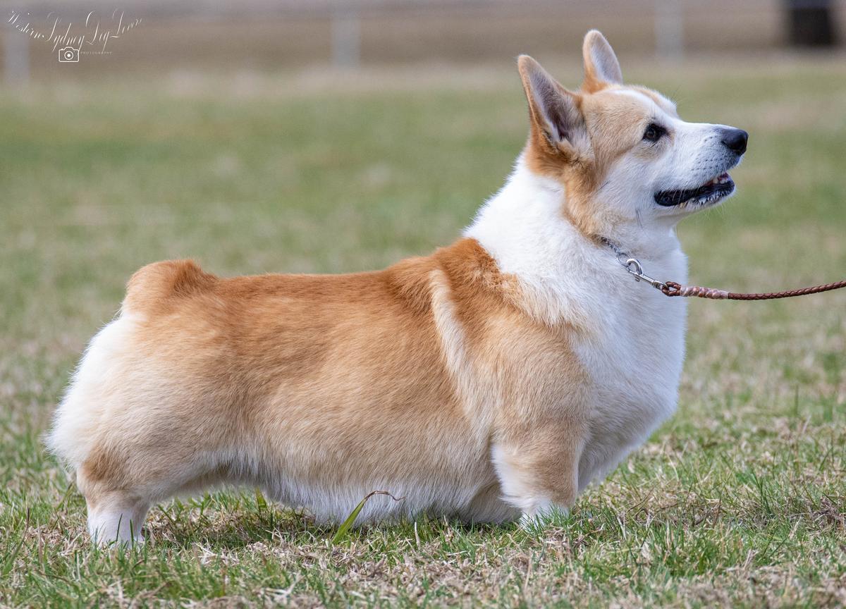 Fergwyn I Had A Dream | Pembroke Welsh Corgi 