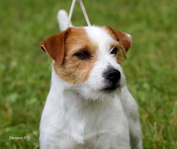 Perfect Lover SCAVO (FCI) | Jack Russell Terrier 