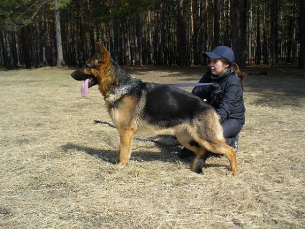 Riana Shenhait | German Shepherd Dog 
