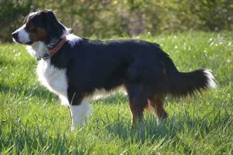 Wilson's Rio De Janeiro | English Shepherd 