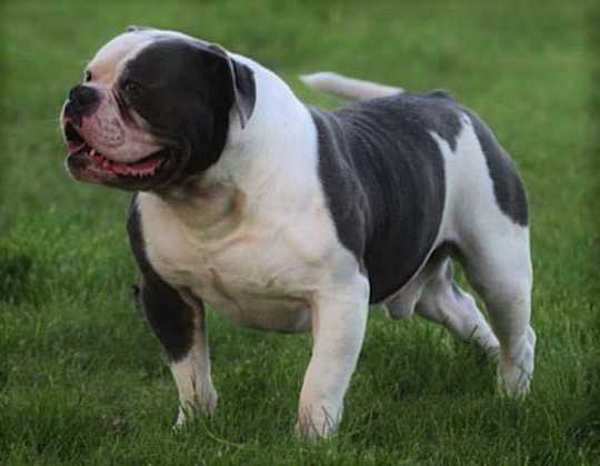 Bullforce' Blue | Olde English Bulldogge 