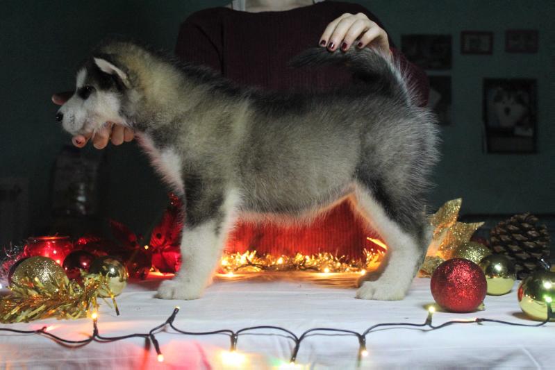 Alpha Centauri Calipso Queen of the Rings | Alaskan Malamute 