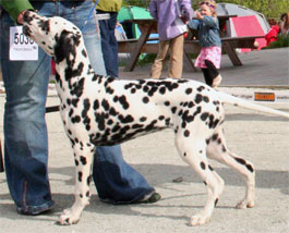 Toot's Can't Get You Out Of My Head | Dalmatian 